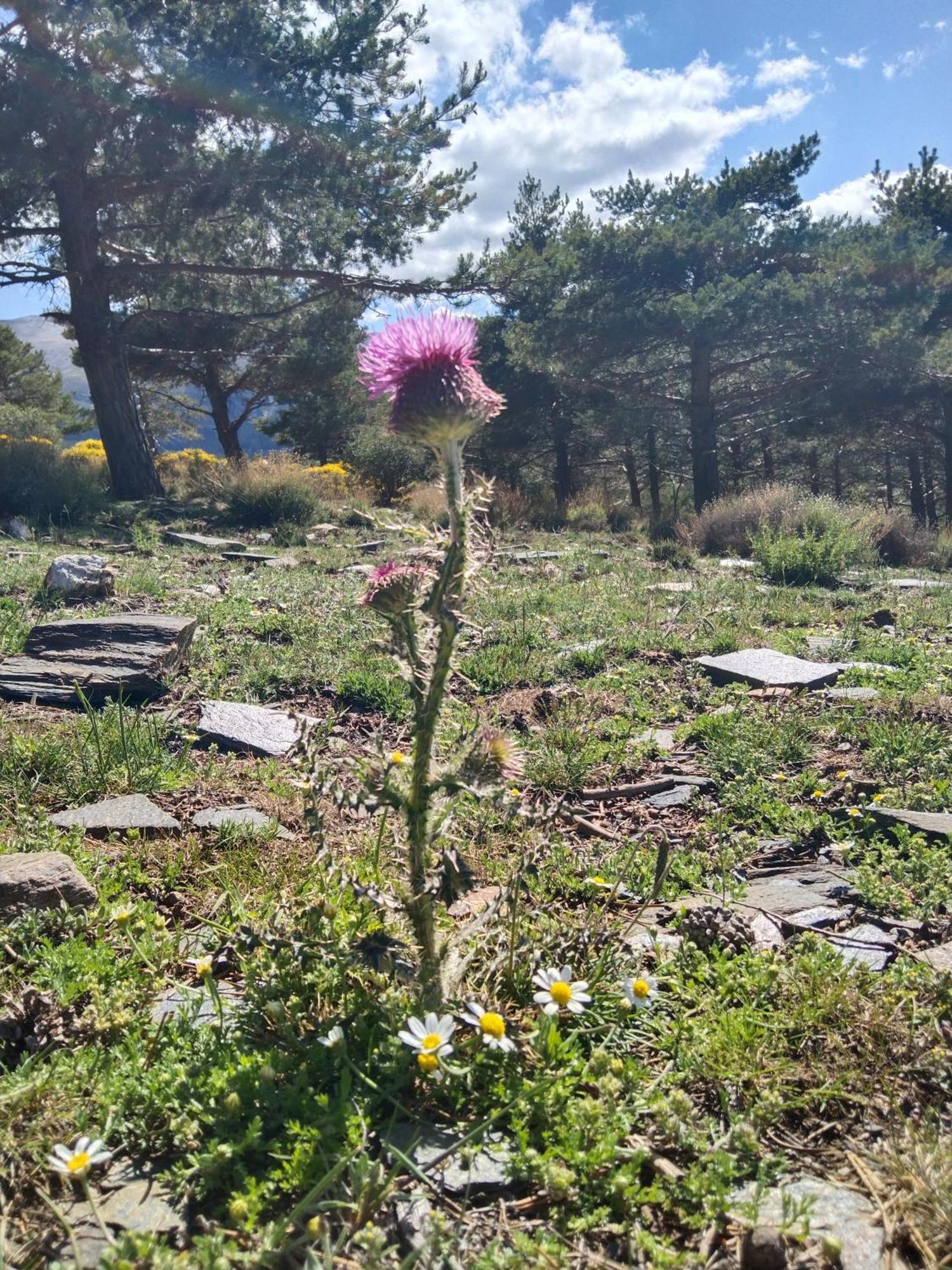 La Posada Del Altozano Lanteira Exteriör bild